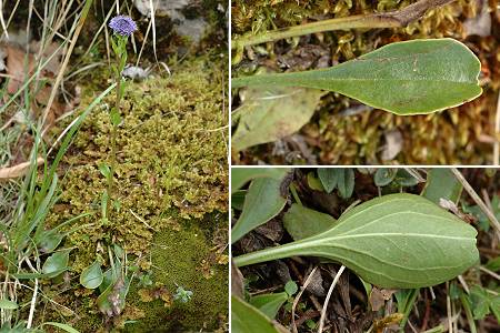 Pont-de-Roide, les Roches (Doubs), 5 juin 2006 / 9 mai 2008