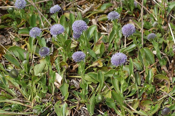 Pont-de-Roide, les Roches (Doubs),  8 mai 2008