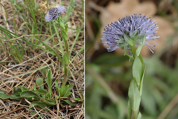Massif d'Allauch (Bouches-du-Rh�ne), 28 avril 2008