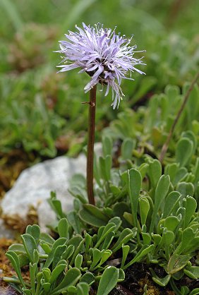 Lajoux (Jura), 10 juin 2010