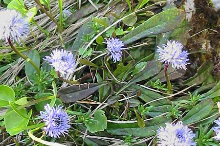 Alpenstein (Suisse), 25 juin 2010 