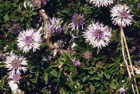 Mont Ventoux (Vaucluse), 28 mai 1996