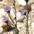 Globulaire buissonnante