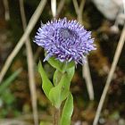 Globulaire allongée