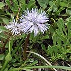 Globulaire à feuilles en coeur