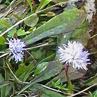 Globulaire à tige nue