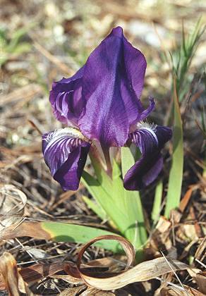 Marseille, massif de l'Etoile (Bouches-du-Rh�ne), 24 f�vrier 2003