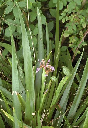 Bernay (Charente-Maritime), 18 juillet 2007
