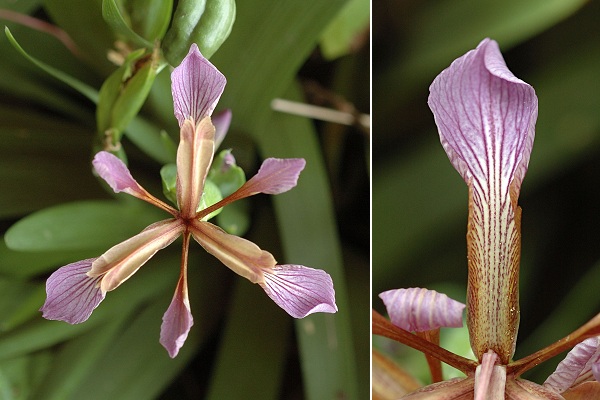 Bernay (Charente-Maritime), 18 juillet 2007