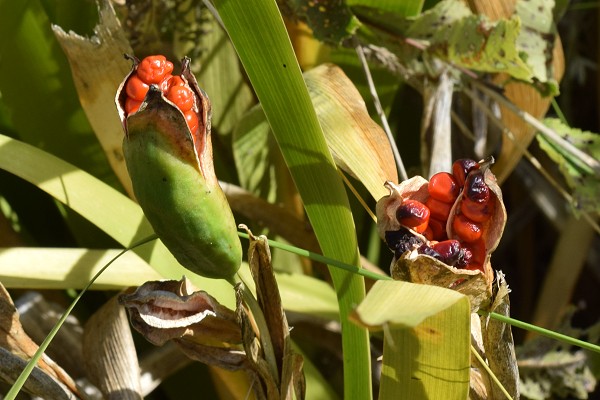 Teyran (Hérault), 2 août 2018