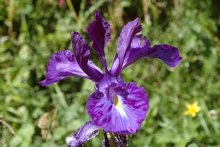 Vers l'tang de la Frche (Haute-Garonne), 13 aot 2009