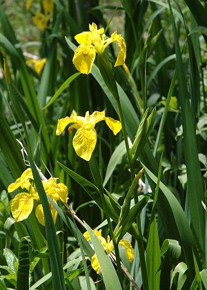 Lougres (Doubs), 25 mai 2005