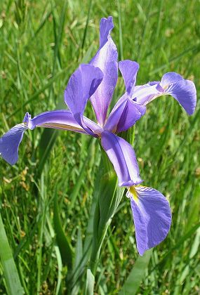 Saint-Cyprien Pyrénées-Orientales), 25 avril 2008