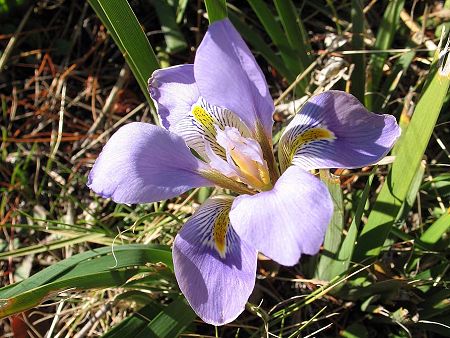 Bélesta (Pyrénées-Orientales), 22 janvier 2006