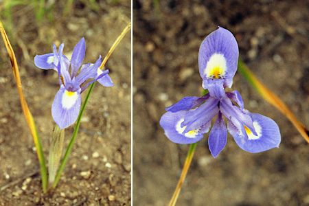 Bonifacio (Corse), 20 avril 2003