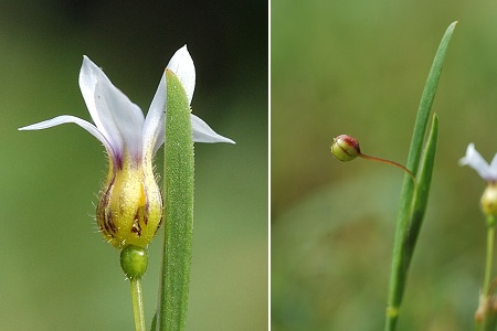 Soustons (Landes), 15 juillet 2013