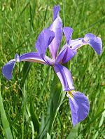 Iris maritime Iris maritime
