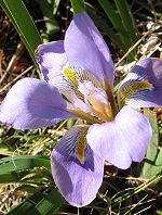 Iris d'Algérie Iris d'Algérie