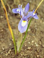 Iris sisyrinque Iris sisyrinque
