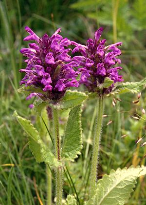 Col de Fromage (Haute-Alpes), 19 juillet 2003