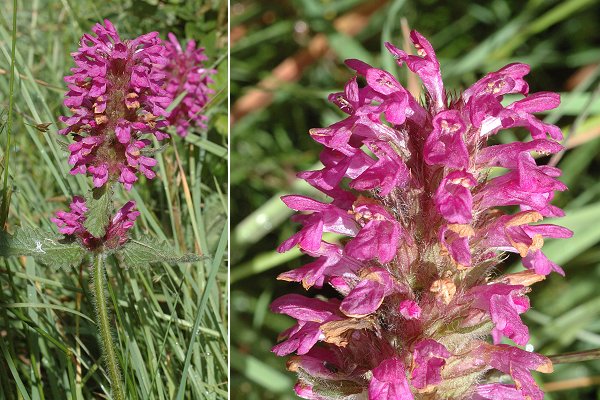 Bessans, vers La Buffaz (Savoie), 30 juillet 2014