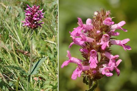 Ballon de Servance (Haute-Saône), août 2004
