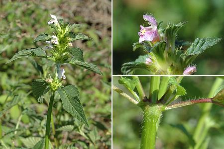 Montenois (Doubs), 3 juillet 2005