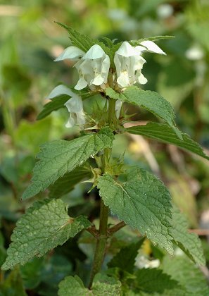 Montenois (Doubs), 1 mai 2009