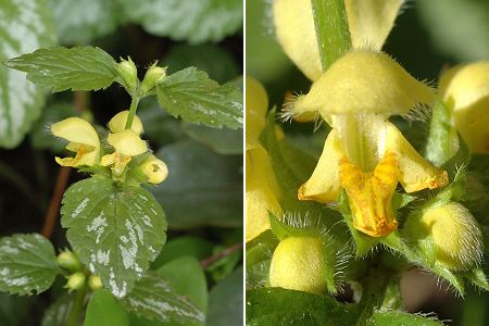 Saint-Maurice-de-Beynost (Ain), 7 avril 2008