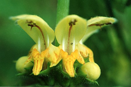Bretigney  (Doubs), 15 mai 1991