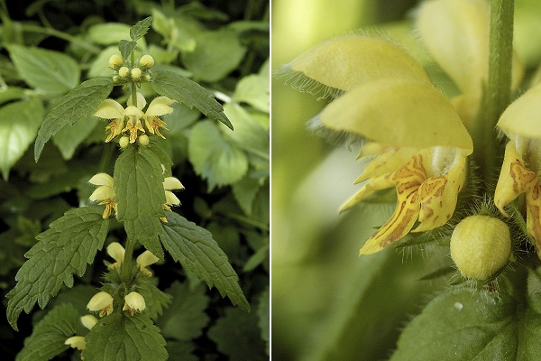 Montenois (Doubs), 8 avril 2005