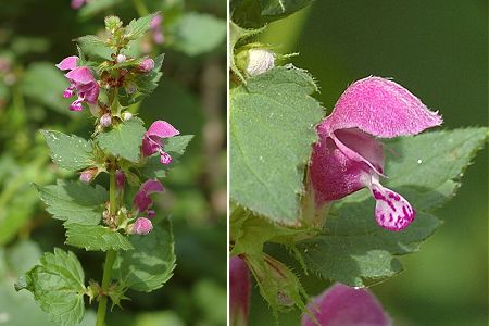 Lougres (Doubs), 4 juillet 2005