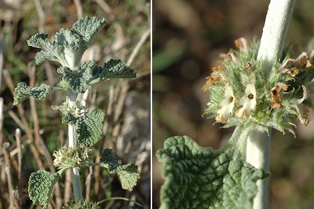 Col Sainte-Anne, Marseille (Bouches-du-Rhne), 25 octobre 2006