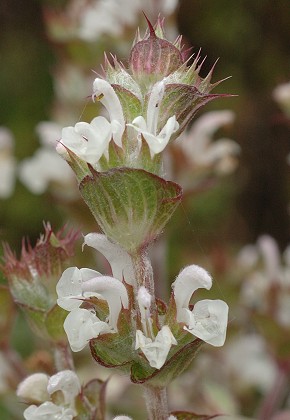 Aiguille (Hautes-Alpes), 20 juin 2010