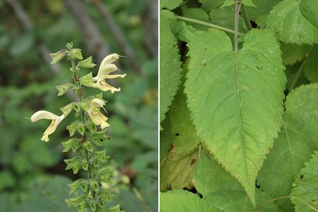 Ornon (Isre), 28 aot 2006