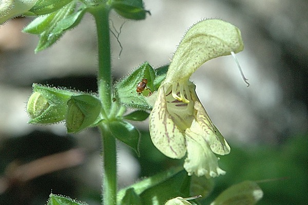 La Jarjatte (Dr�me), 19 ao�t 2004