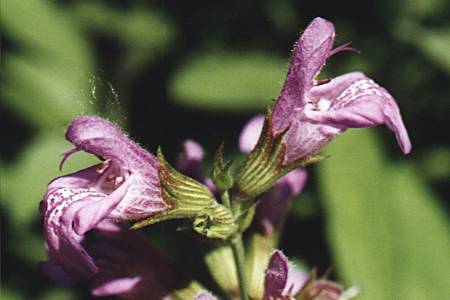 Montenois (Doubs), 12 juin 1996