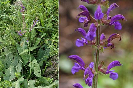 Blussans (Doubs), 17 octobre 2006 / Longevelle (Doubs), 30 septembre 2006