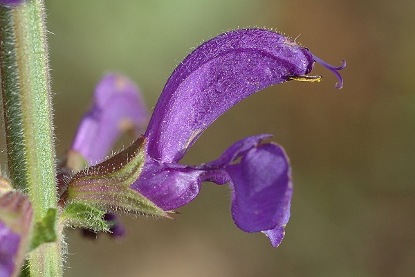 Longevelle (Doubs), 30 septembre 2006