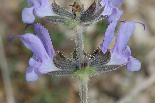 La Livini�re (H�rault), 26 avril 2006