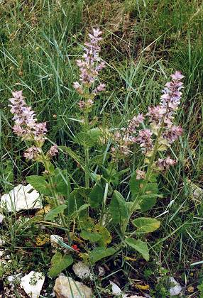 Saint-Etienne-les-Orgues (Alpes-de-Haute-Provence), 1 juin 1998