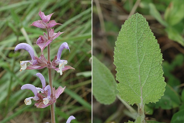 Saint-Martin-de-la-Cluze (Is�re), 23 juillet 2011