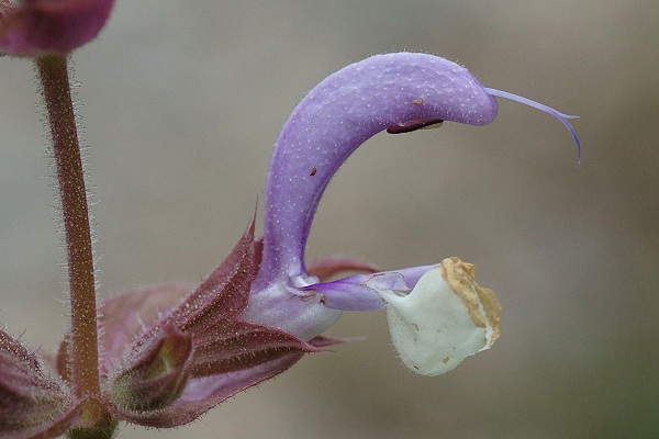 Saint-Martin-de-la-Cluze (Is�re), 23 juillet 2011