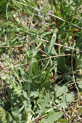 La Livini�re (H�rault), 26 avril 2006