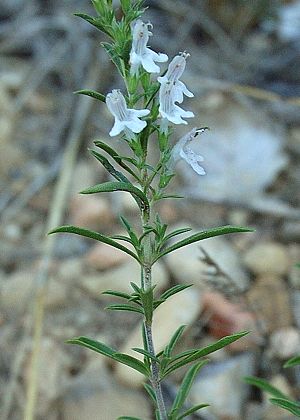Esparron-de-Verdon (Alpes-de-Haute-Provence), 26 août 2004