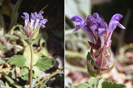 Vers le col de Furfande (Hautes-Alpes), 16 juillet 2003