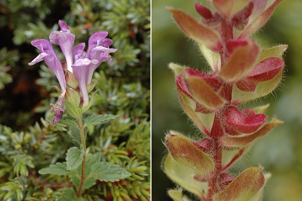 Montgen�vre (Hautes-Alpes), 31 ao�t 2007