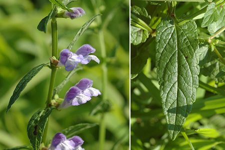 Longevelle (Doubs), 15 juillet 2005