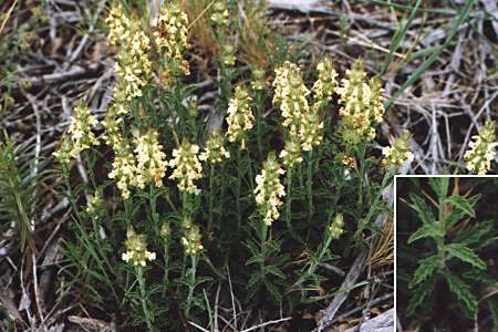 Castries (Hérault), 2 juin 1998