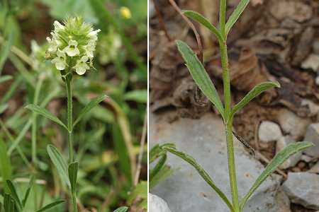 Mens, vers Le Châtel (Isère), 25 juillet 2011